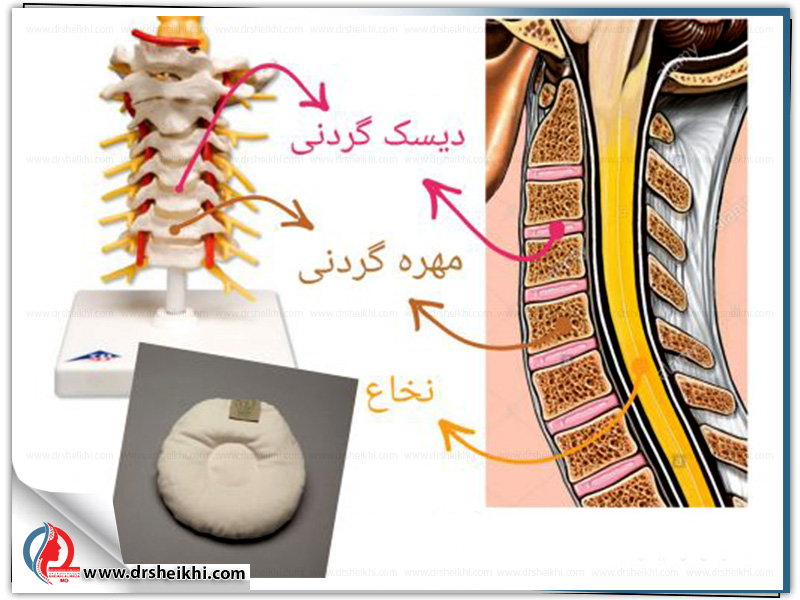 What-is-the-spinal-cord؟